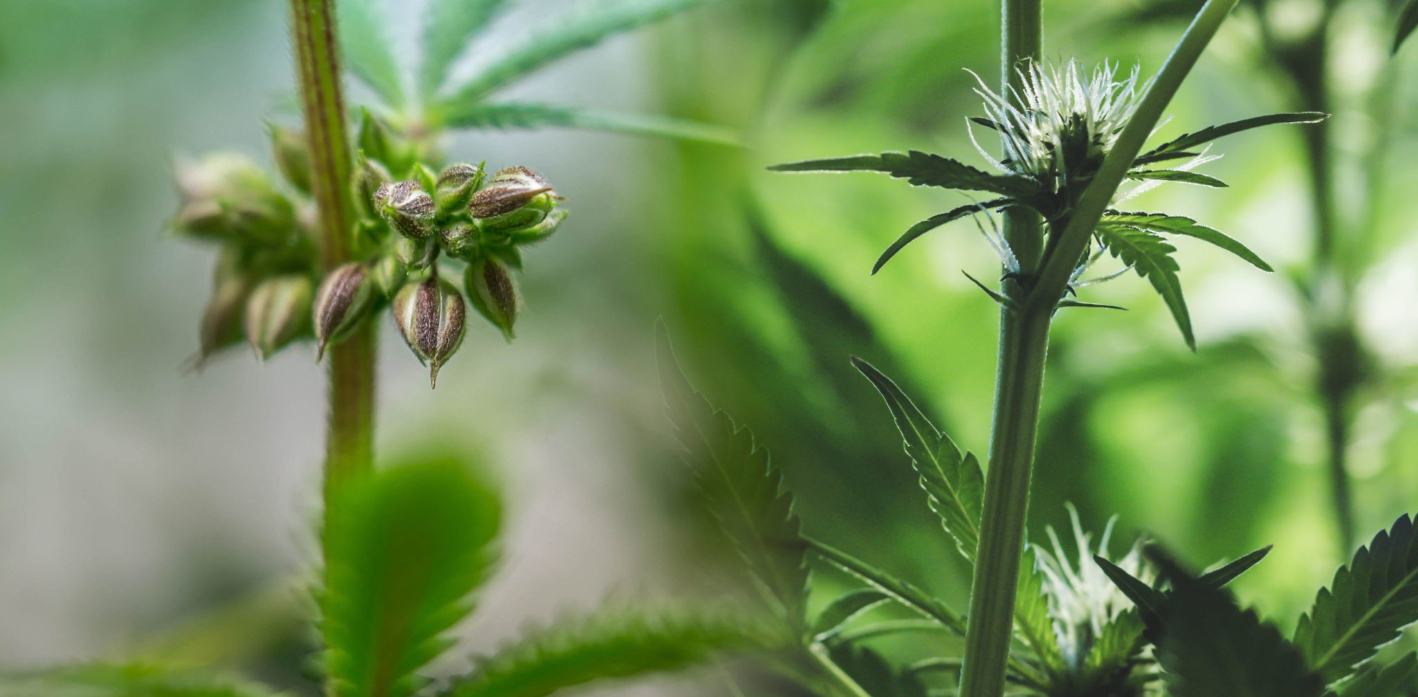 Male vs. Female Cannabis Plants 