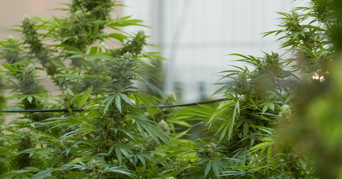 When Not to Trim a Cannabis Plant
