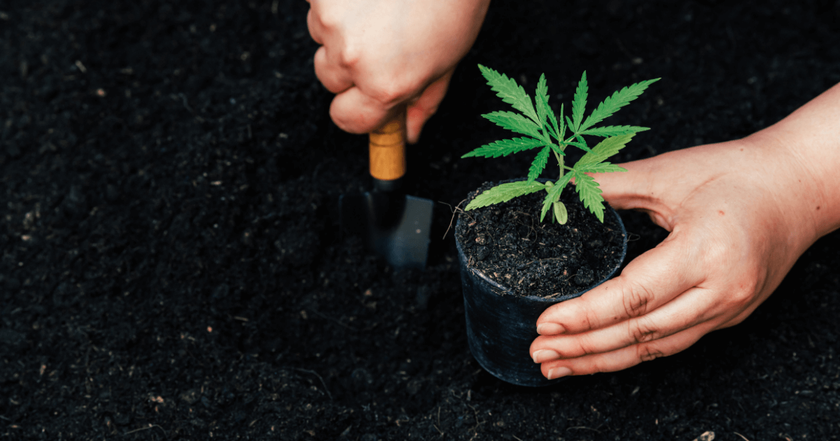 What is the Best Fertilizer for Cannabis?